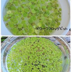 -㉕ 浮草 2種セット ビオトープ メダカ 金魚