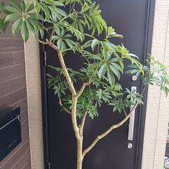 1万円　シェフレラ　9号　観葉植物の画像