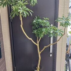 1万円　シェフレラ　9号　観葉植物の画像