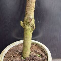 1万円　シェフレラ　9号　観葉植物の画像