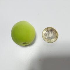 梅の画像