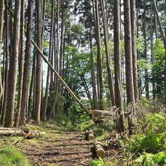 ★★　敷地面積約１７２０坪の山物件！　★★