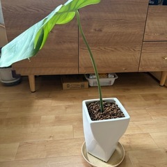 モンステラ　陶器の植木鉢付きの画像