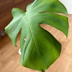 モンステラ　陶器の植木鉢付きの画像