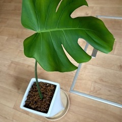 モンステラ　陶器の植木鉢付き