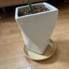 モンステラ　陶器の植木鉢付きの画像