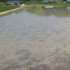 手植え🌾田植え体験　