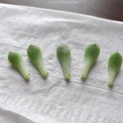 葉刺し5枚！芽、根アリ
