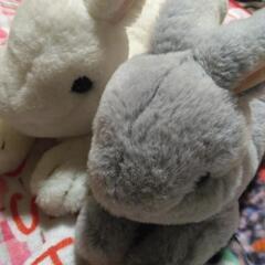 ぬいぐるみ　サンレモン　ひざウサギ　2つセットの画像