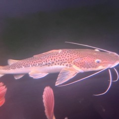 タイガーシャベルの画像