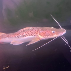 タイガーシャベルの画像
