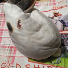 フェリシモ　うさぎ部　もっちりかわいい　ふっくらヒマラヤンの画像