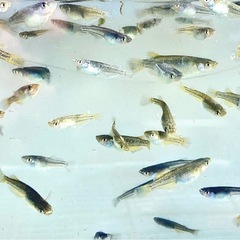 フロマージュ！　稚魚〜若魚　メダカの画像