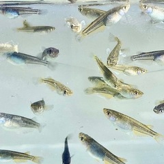 フロマージュ！　稚魚〜若魚　メダカの画像
