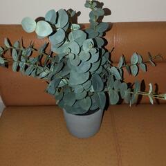 フェイクグリーン　観葉植物の画像