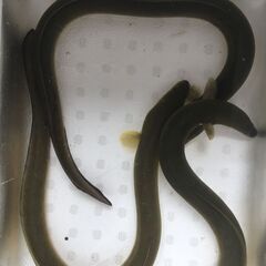 天然　日本うなぎの画像