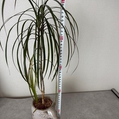 【取引予定】観葉植物の画像