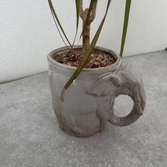 【取引予定】観葉植物の画像