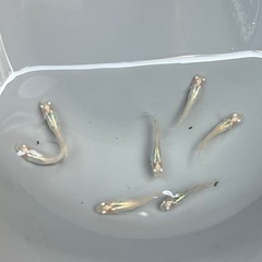 IBブルー　メダカの画像