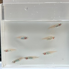 IBブルー　メダカの画像