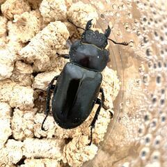 ミヤマクワガタ　♀１頭