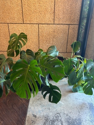 モンステラ　2鉢　観葉植物