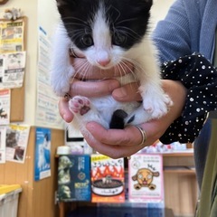 白黒メスちゃん