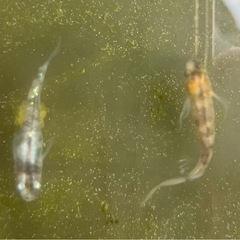 白虎ヒレ長　卵　の画像
