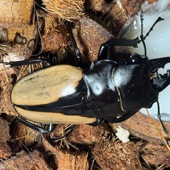 夏祭り限定 ブルマイスターツヤクワガタ　成虫　オス　62mmの画像