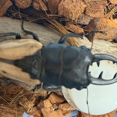 夏祭り限定 ブルマイスターツヤクワガタ　成虫　オス84mm　　の画像