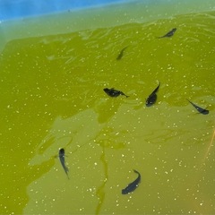 オロチメダカ稚魚
の画像