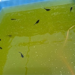 オロチメダカ稚魚
の画像