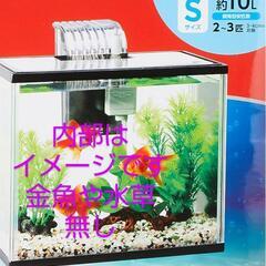 らんちゅう型 | 極光金魚展