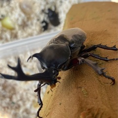 国産カブトムシ複数います