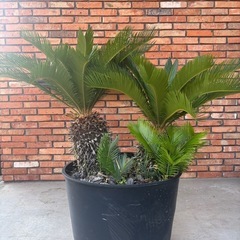 ソテツ② 8892-6 | ZEPPELIN Official Online Shop