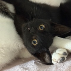 目がくるくるの黒猫ちゃん