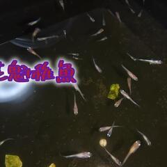 花魁めだか 稚魚7匹