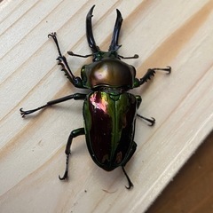 ニジイロクワガタ2025① 2ペア（♂２頭♀２頭）セット