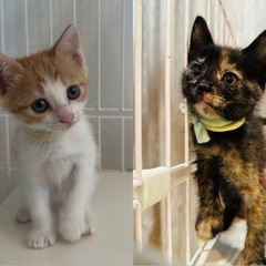 生後1ヶ月半の子猫2匹里親募集(関東全域及び静岡市で譲渡可…