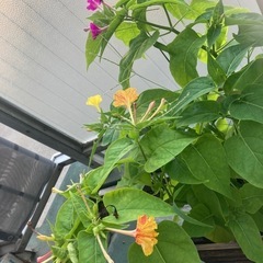 おしろい花タネ　あか　黄色の画像