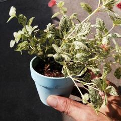 キャットテール　班入りの画像