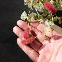 キャットテール　班入りの画像