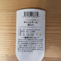 キャットテール　班入りの画像