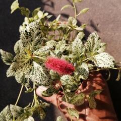 キャットテール　班入りの画像