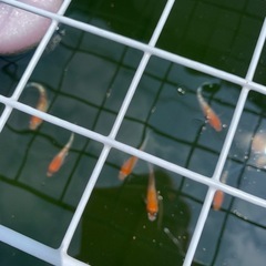 メダカ