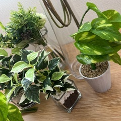 人口観葉植物　セット　新品未使用の画像