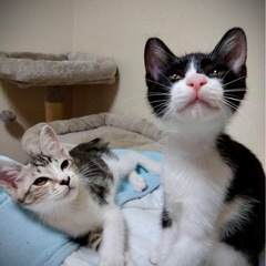 信くん玄くん2ヶ月兄弟🐱🐱いつも一緒だよ❗️