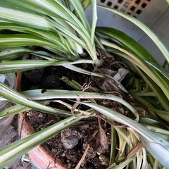 観葉植物の画像