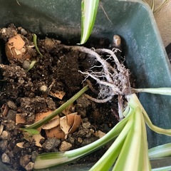 観葉植物の画像
