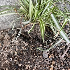 観葉植物の画像